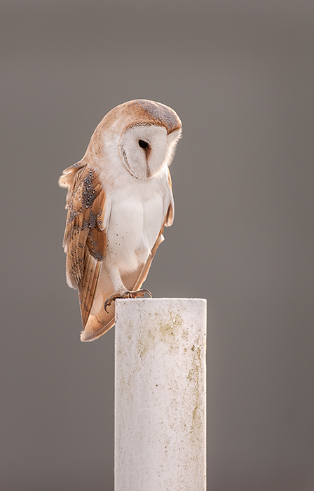 Barn Owl Portrait