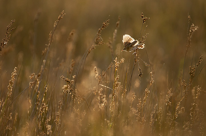 Fan-tailed Warbler (Zitting Cisticola)