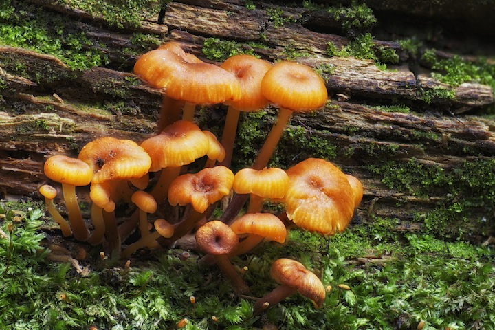 Forest Fungi + repost