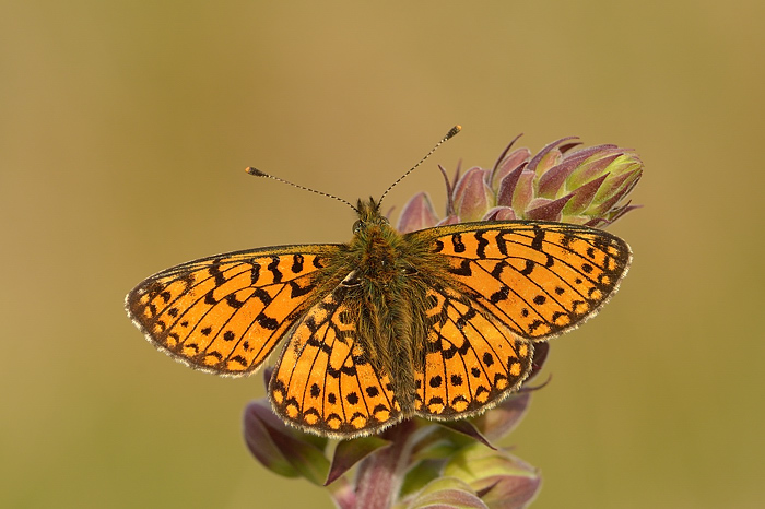 Small pearl bordered frit