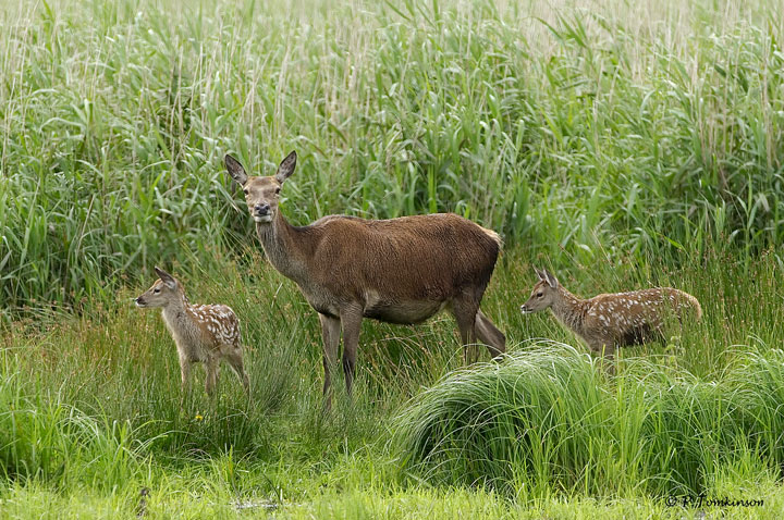 Red Deer 