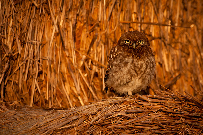 Sunset Little Owl
