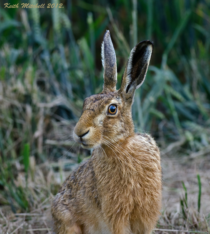 Up close Hare.