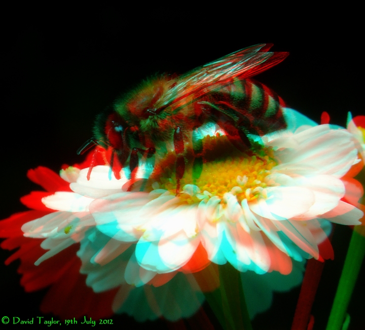 Bee...