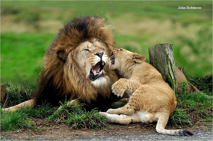Lion (Captive)