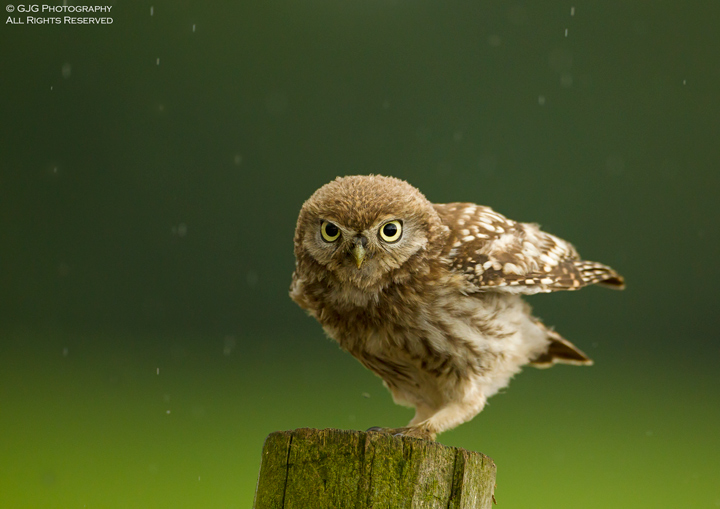 Little Owl Chick ptII