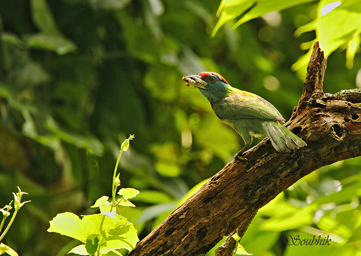 Few Birds from India