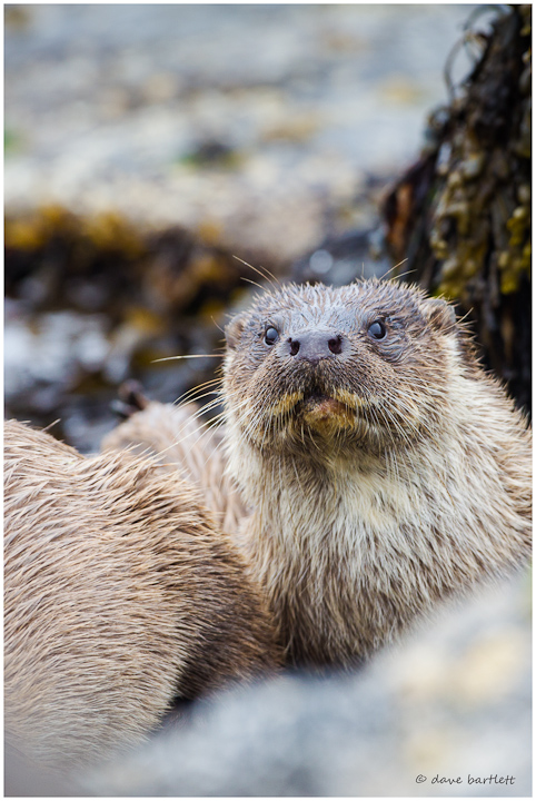 Shetland otter