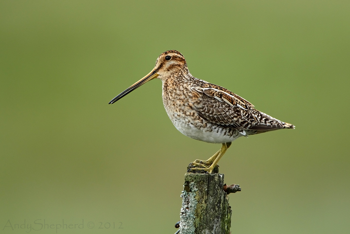 Common Snipe