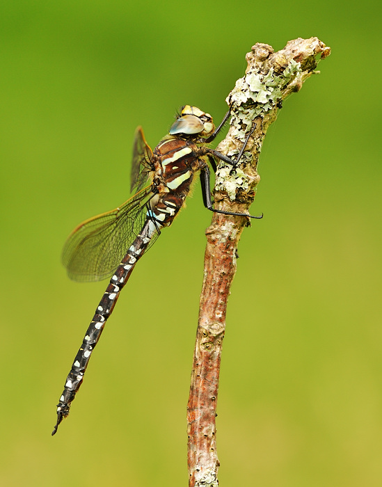 Common Hawker in profile
