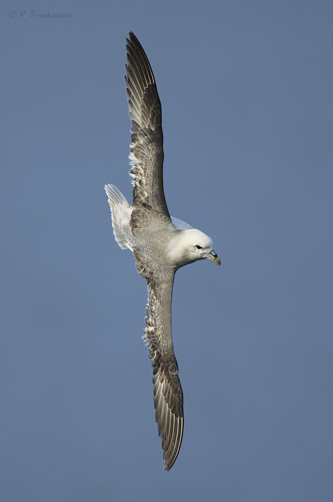 Fulmar