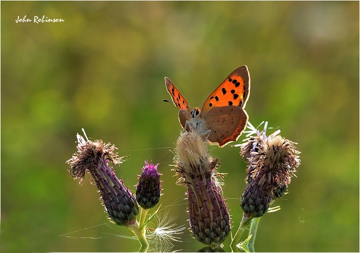 Backlit Copper