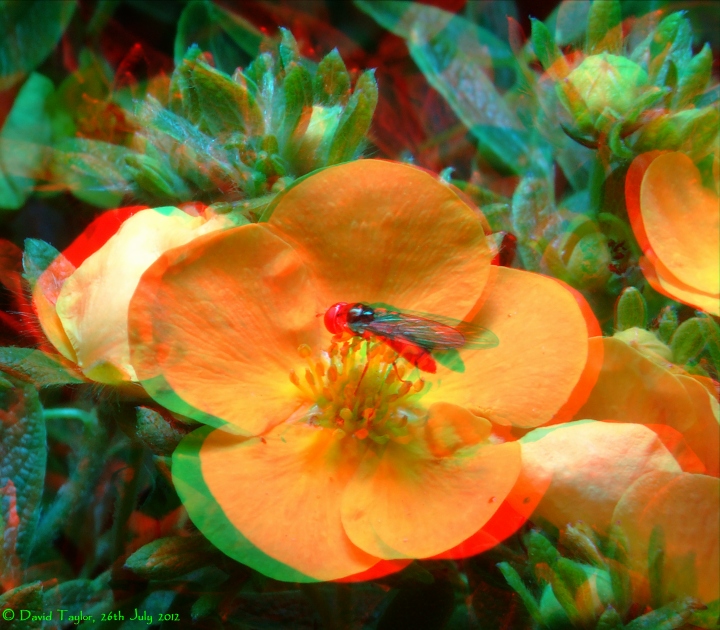 Hoverfly on potentilla 