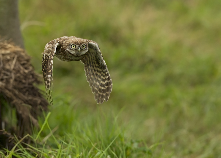 Little Owl Flight