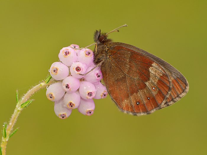 Scotch Argus