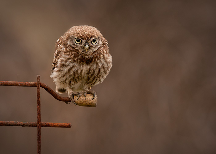 The Stare
