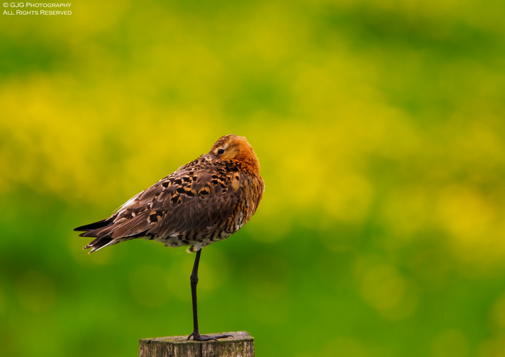 Black Tailed Godwit