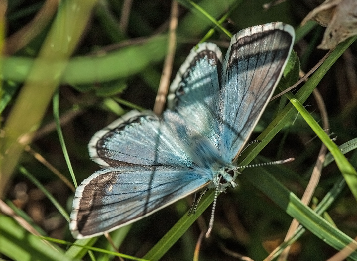 Chalkhill Blue Lysandra coridon