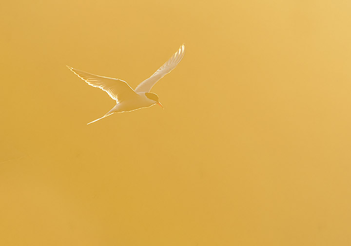 Golden Tern