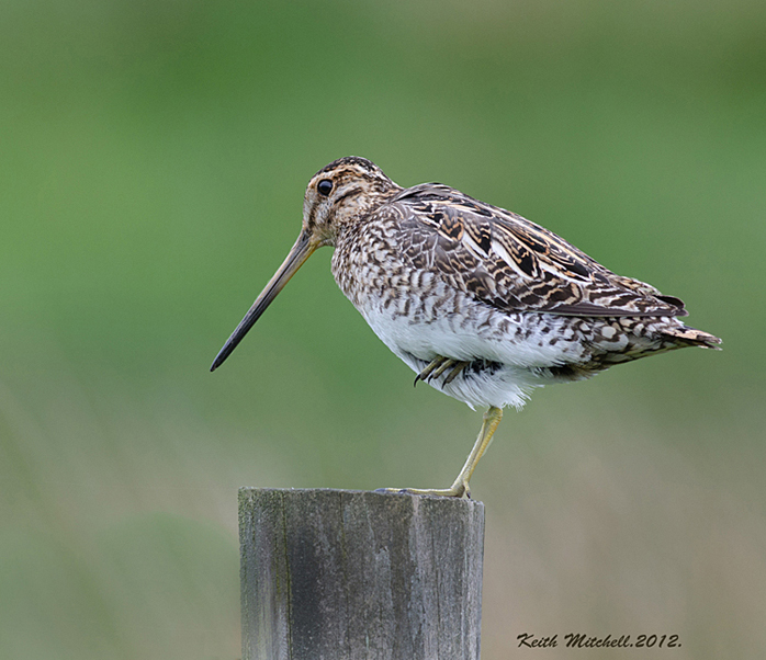 Relaxed Snipe