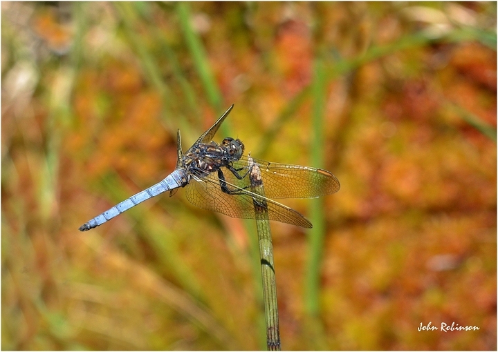 Keeled male