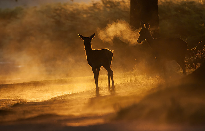 Red Deer