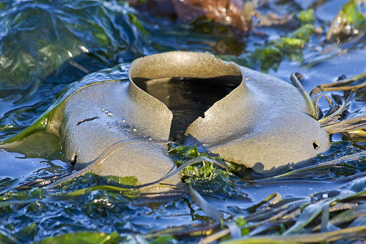 Collar