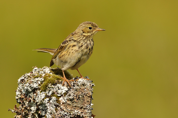 Meadow pipit on lichened post