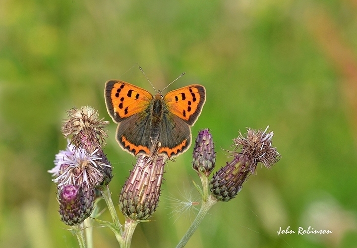 Small Copper No 2