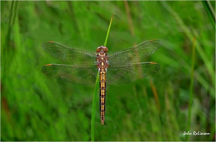 Keeled Female