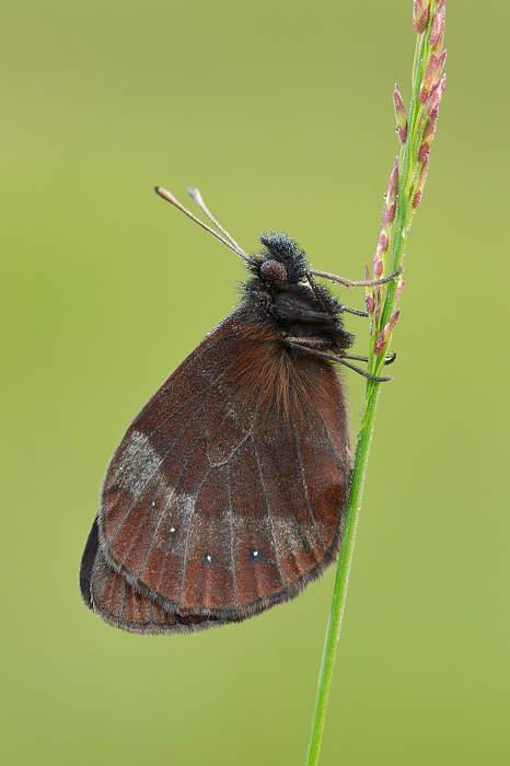 A dewy Scotch Argus