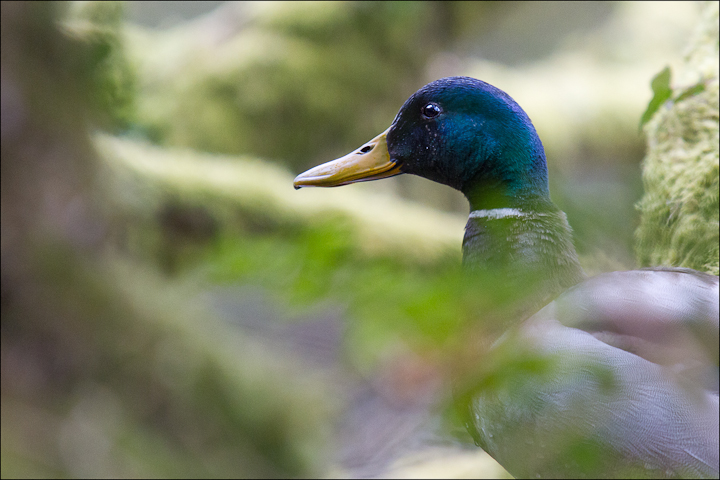 Tree climbing mallard