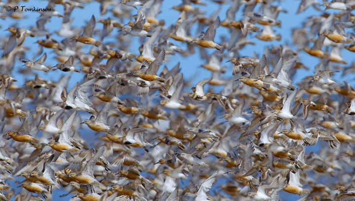 Knot a lot of Knot but 1000's