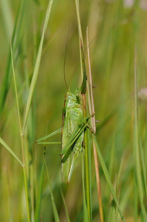 Great green bush cricket