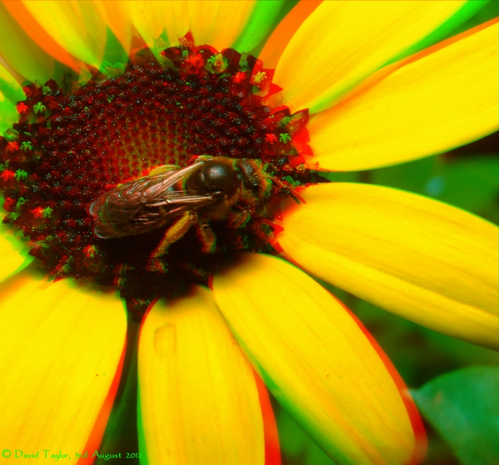 Bee on corn marigold.