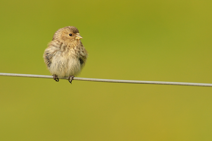 Bird on a wire