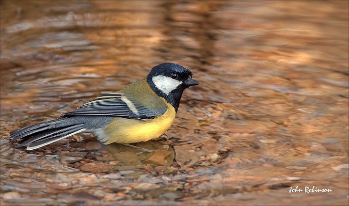 Back to the Puddle