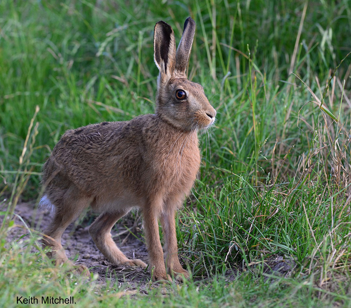 Hare