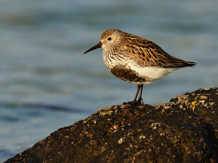 Dunlin