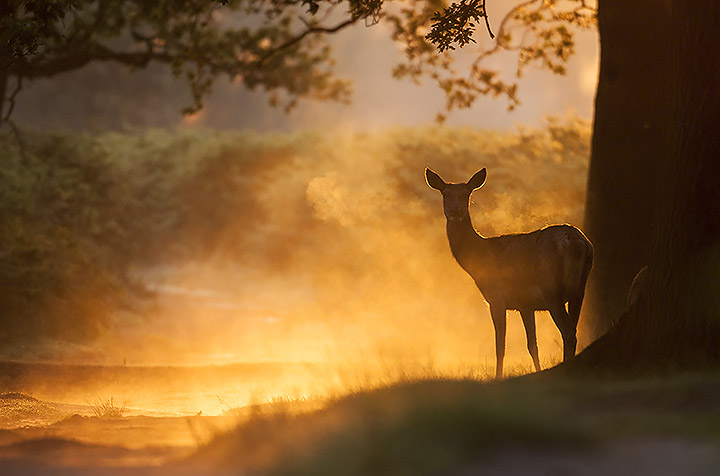 Red Deer