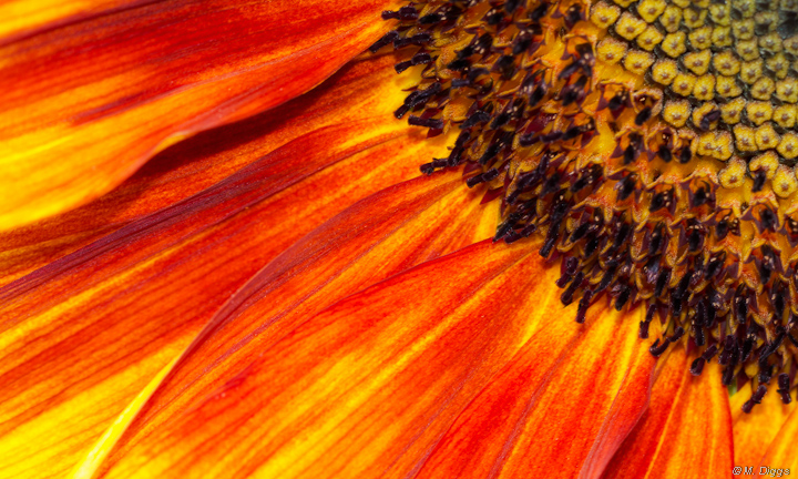 Bedroom Question .... Sunflower Pano?