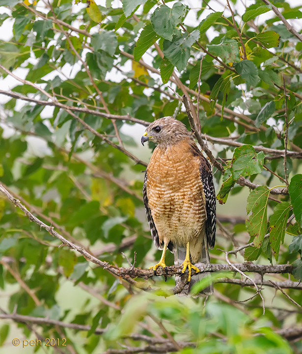 Hawk ID, please?