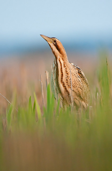 Bittern