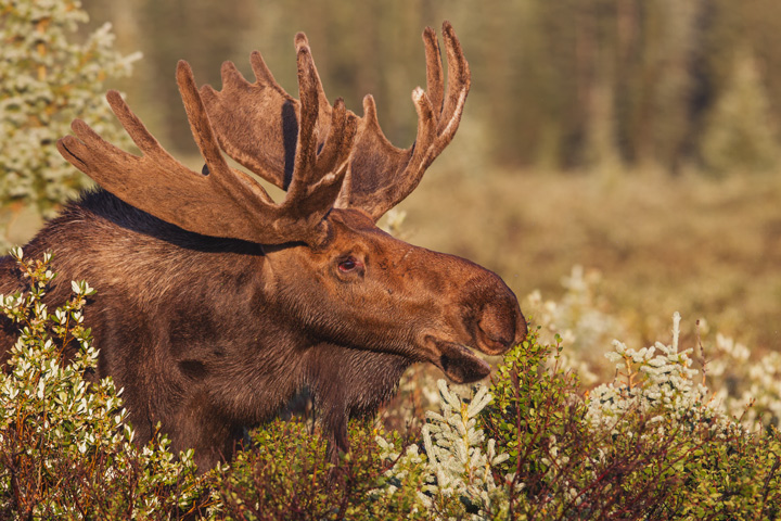 Moose