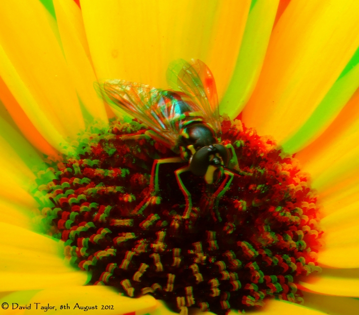 Wasp mimic hoverfly on...
