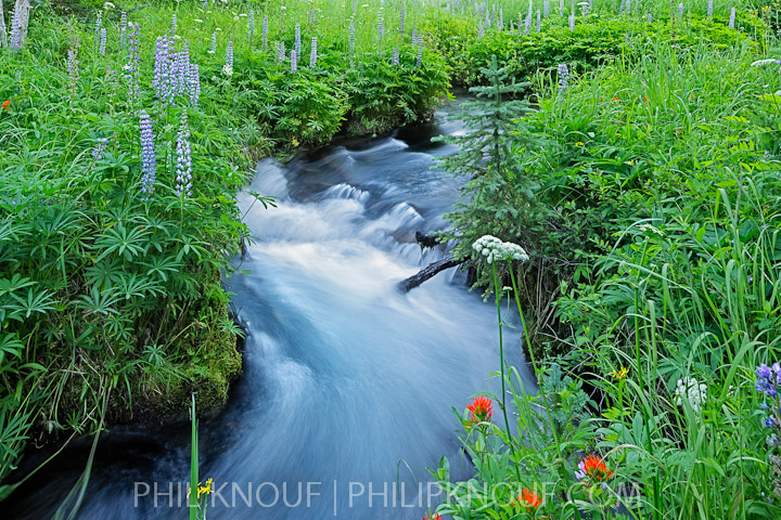 Lupines & Stream