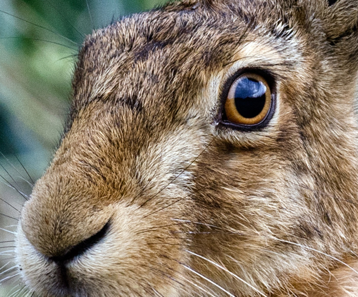Bit of a Hare.