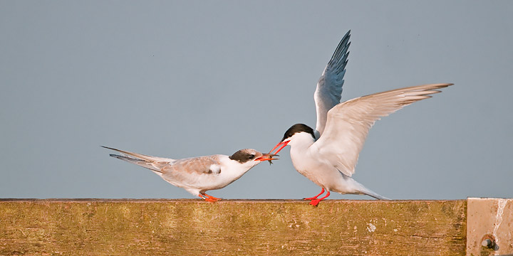 Common Tern