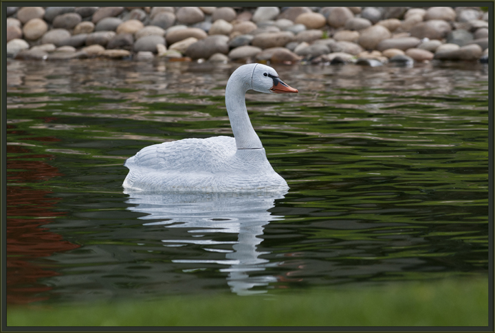 Swan! or not