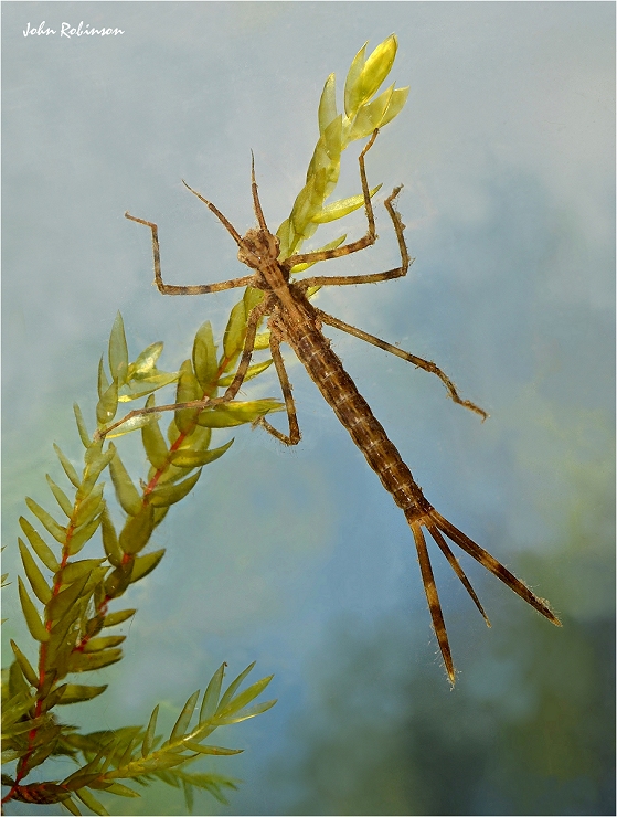 Demoiselle larva
